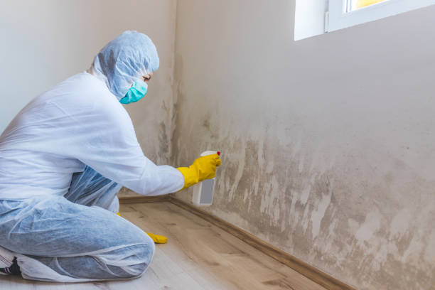 Licensed Mold Remediation service in West Salisbury, PA - WQB Mold Removal